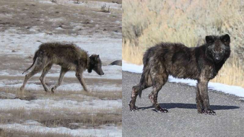 Mange in Yellowstone wolves reveals insights into human scabies and conservation biology