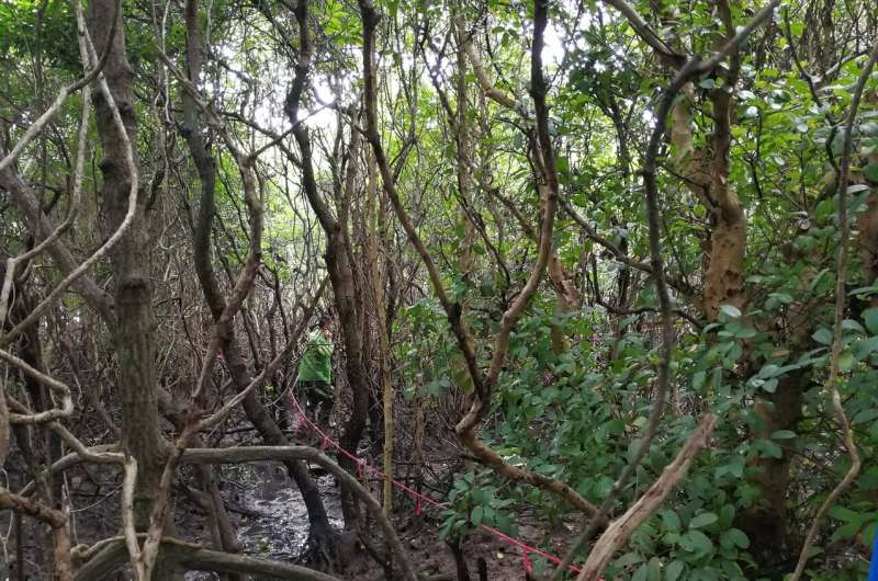 Mangrove forests store more carbon when they're more diverse
