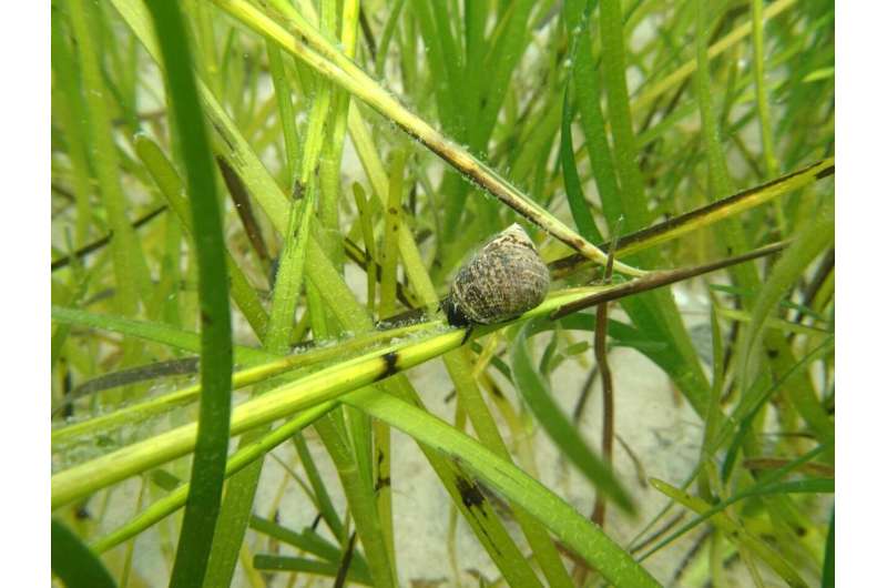 Mangroves and seagrasses absorb microplastics