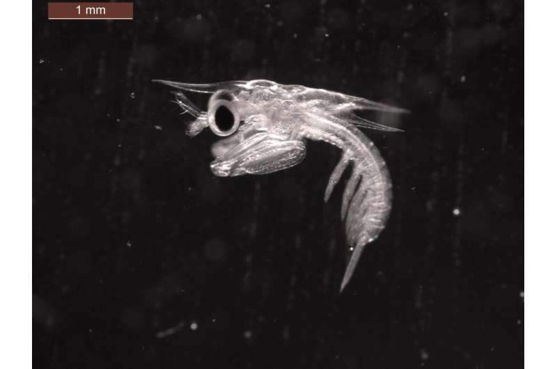 Mantis shrimp larvae punch just like Ma and Pa