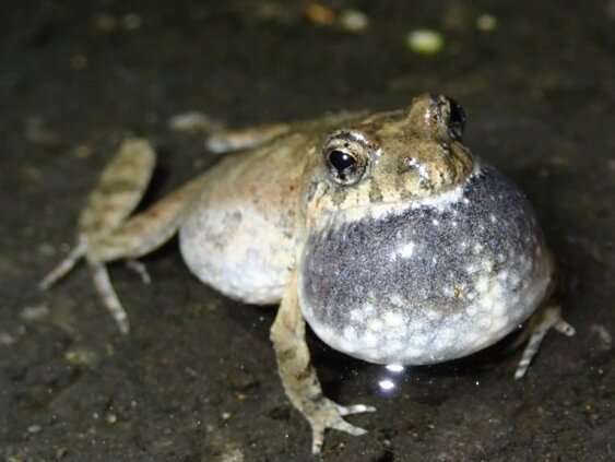 Many Australian frogs don’t tolerate human impacts on the environment