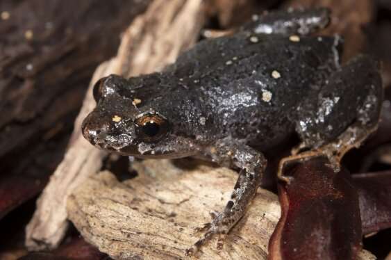 Many Australian frogs don’t tolerate human impacts on the environment