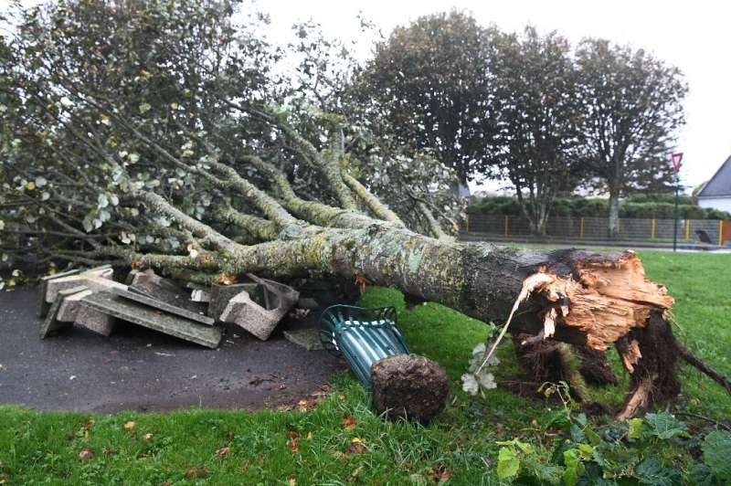 Many incidents of fallen trees were reported