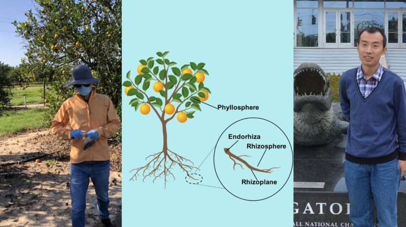 Mapping citrus microbiomes: The first step to finding plant-microbiome treasures