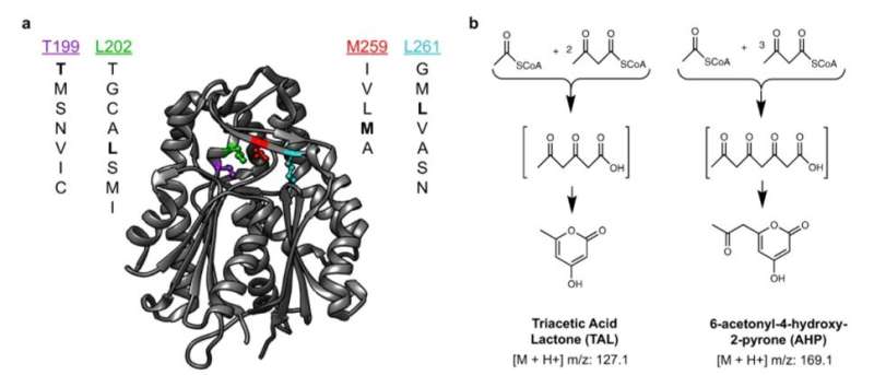 Mapping enzyme catalysis with metabolic sensing