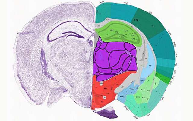 Mapping the mouse brain, and by extension, the human brain too