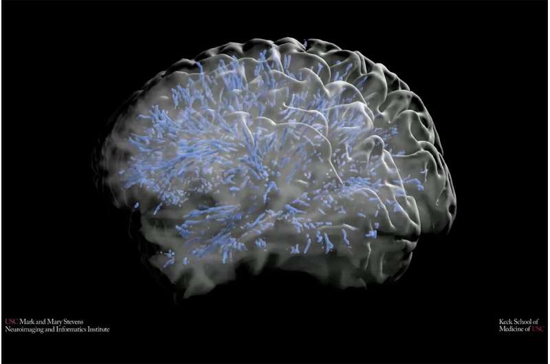 Mapping a life’s worth of changes in a mysterious brain structure