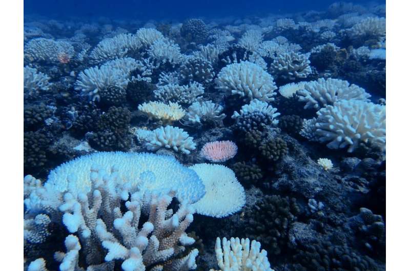 Marine heatwaves can decimate the oldest and youngest coral, raising concerns about the reproductive future of reefs