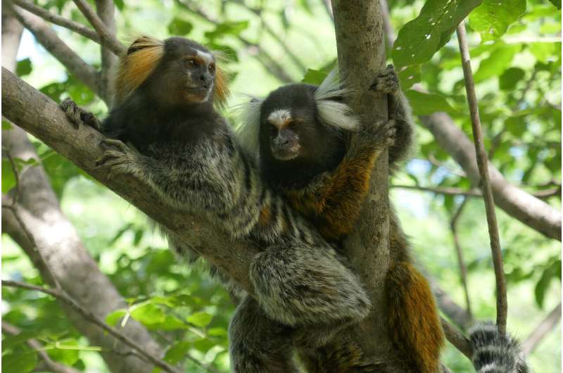 Marmoset monkeys eavesdrop and understand conversations between other marmosets