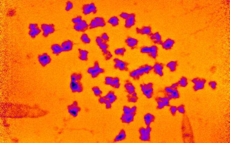 Mass of human chromosomes measured for the first time