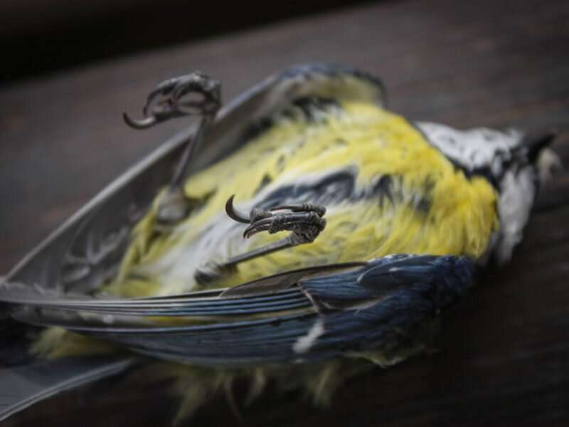 Mass bird die-off linked to wildfires and toxic gases