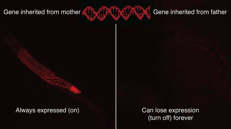 Pairing matters: the right combination of parents can turn off a gene indefinitely