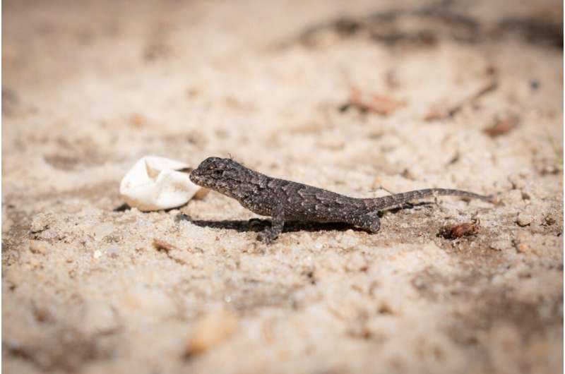 Maternal stress during pregnancy may shorten lifespans of male lizard offspring