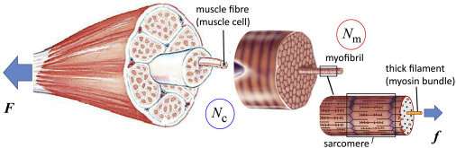 Mathematical model predicts best way to build muscle