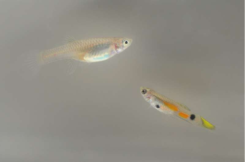 Mating, tattoos and leaving home: A tale of growing up guppy