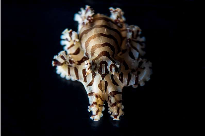 MBL team succeeds in culturing the pygmy zebra octopus