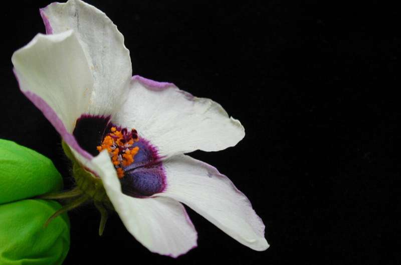 Mechanical buckling of petals produces iridescent patterns visible to bees