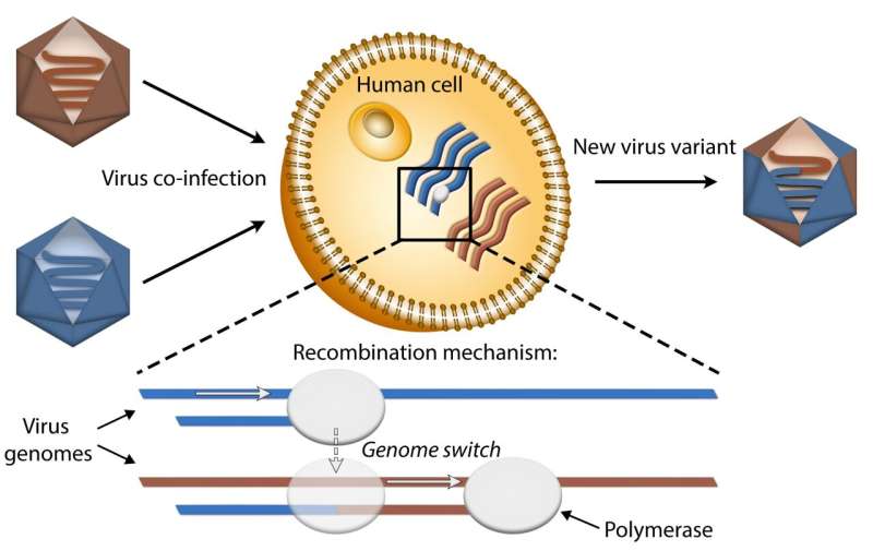 Mechanism underlying the emergence of virus variants unravelled
