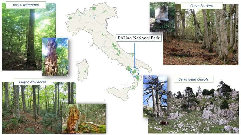 Mediterranean old-growth forests exhibit resistance to climate warming