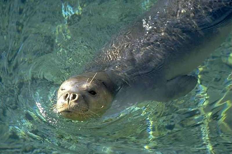 Mediterranean seal monks are critically endangered
