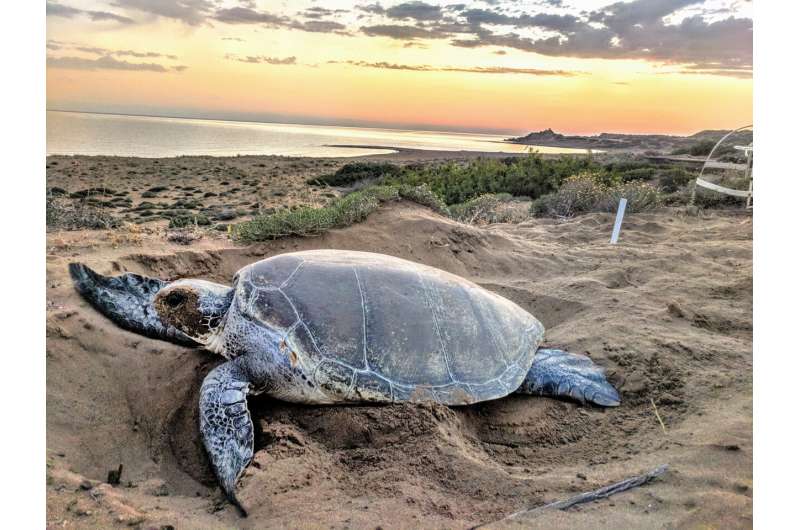 Mediterranean turtles recovering at different rates