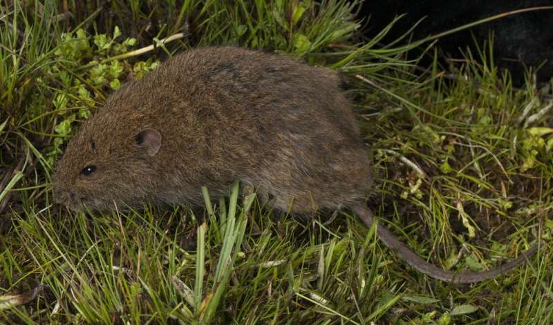Susipažinkite su didžiadante pele – kieta burna ir smalsia Australijos pele, kuriai reikia mūsų pagalbos