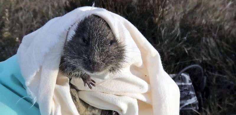 Meet the broad-toothed rat—a chubby-cheeked and inquisitive Australian rodent that needs our help