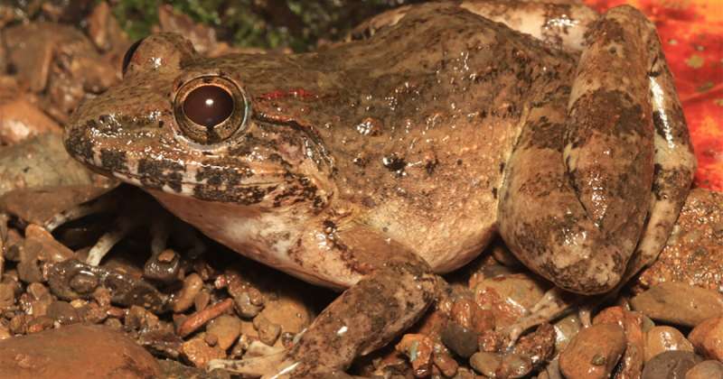 Newswise: Meet the freaky fanged frog from the Philippines