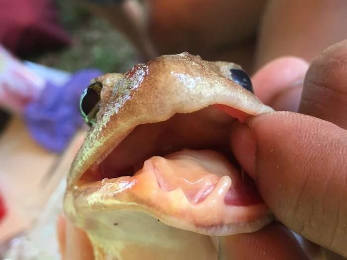 Meet the freaky fanged frog from the Philippines