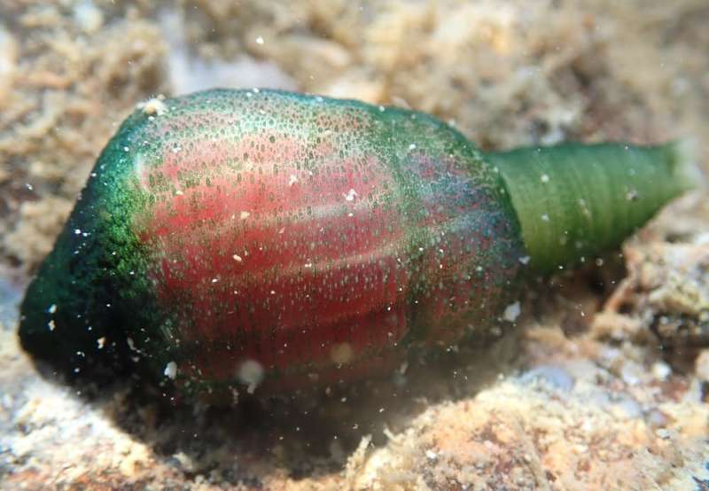 Meet the penis worm: These widespread yet understudied sea creatures deserve your love