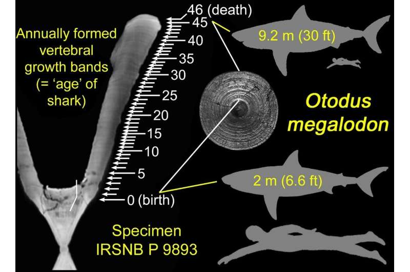 Megalodons gave birth to large newborns that likely grew by eating unhatched eggs in womb