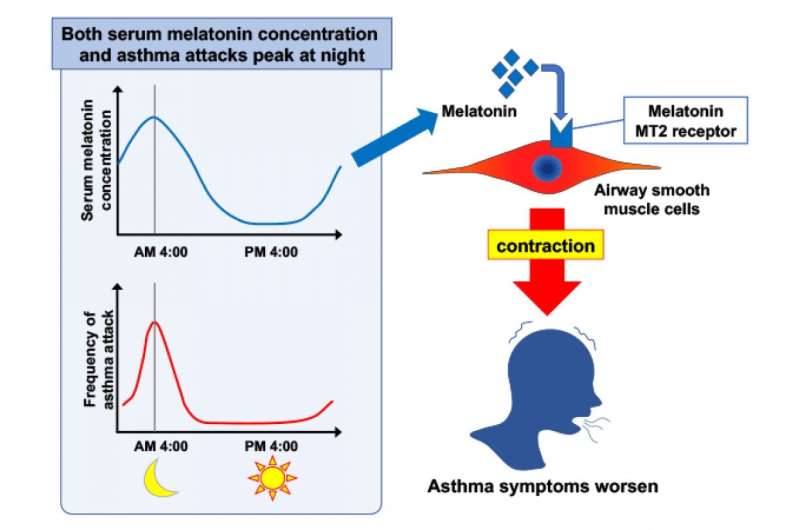 Melatonin exacerbates asthma