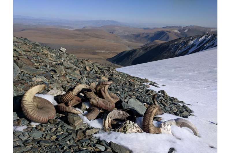 Melting Mongolian ice reveals fragile artifacts that provide clues about how past people lived