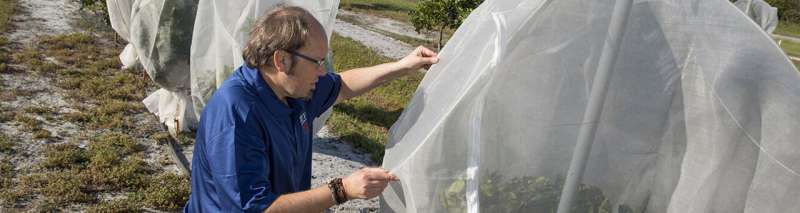 Mesh covers protect citrus trees from psyllids that transmit greening disease
