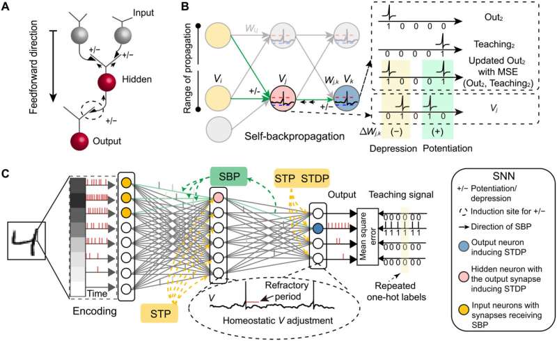 Mesoscale neural plasticity helps in AI learning