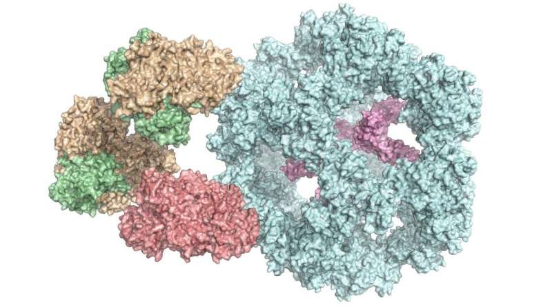 Metabolism: Researchers first to shed light on structure of huge enzyme complex