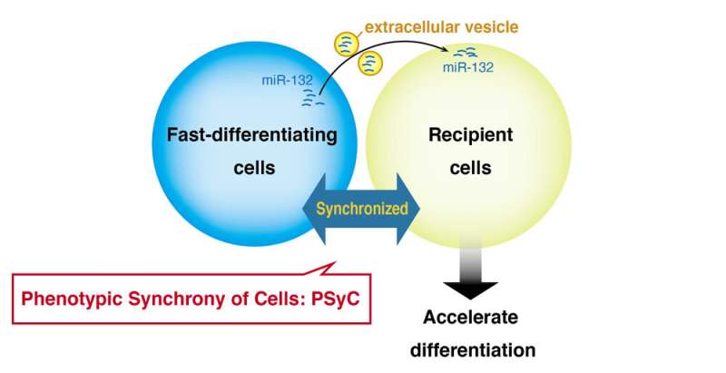 Method by which cells exchange vesicles to synchronize their activities.