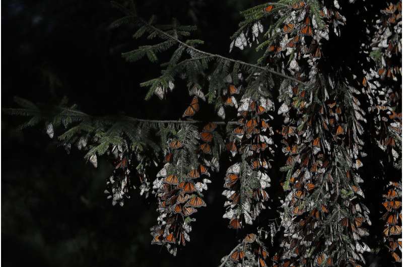 Mexicans hope for recovery of monarch butterflies