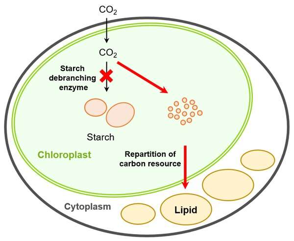Microalgae biofuels: Changing carbohydrates into lipids