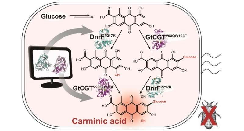 Microbial production of a natural red colorant carminic acid