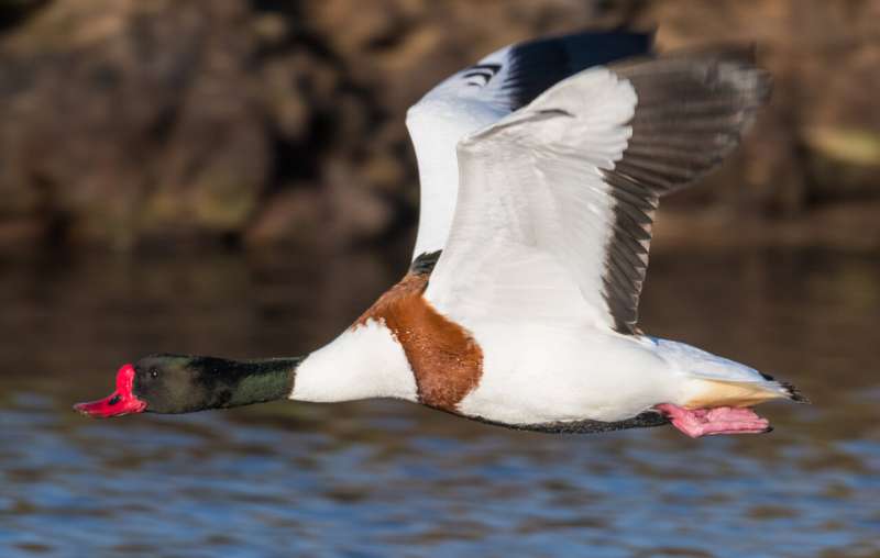Migration routes of one of Britain's largest ducks revealed for the first time