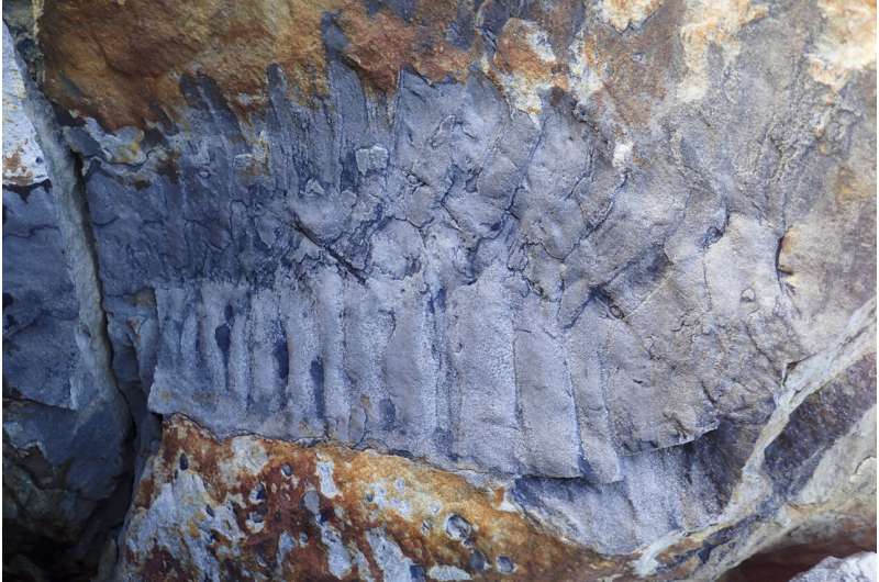 Η ανακάλυψη απολιθωμάτων αποκαλύπτει ότι χιλιοποδαρούσε 