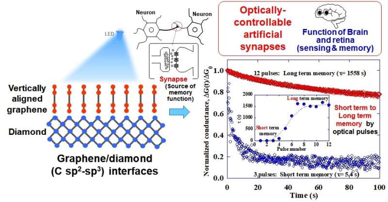 Mimicking brain functions with graphene-diamond junctions