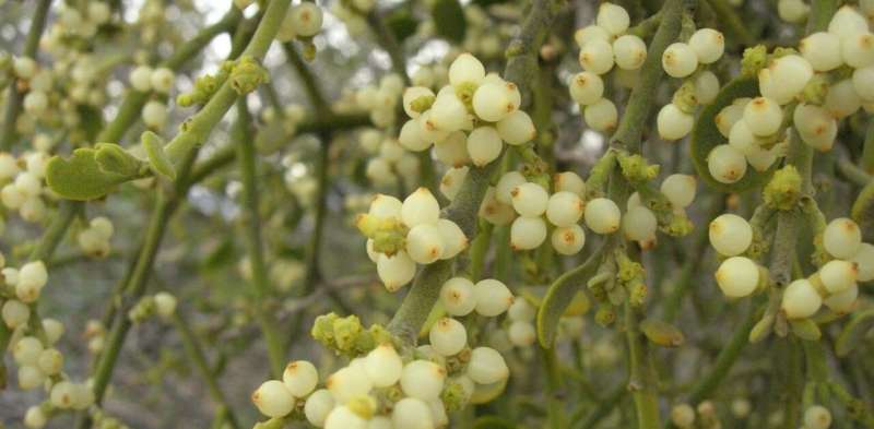 Mistletoe – famous for stolen holiday kisses – is a parasite that steals water and nutrients from other plants