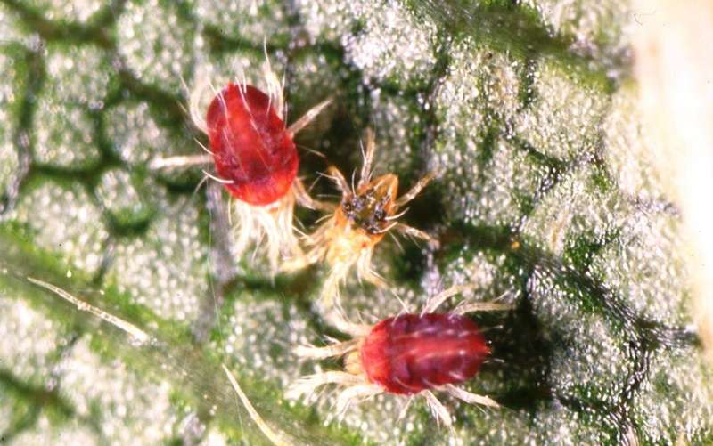 Mite makes right: Spider mites shed light on evolution of reproductive barriers