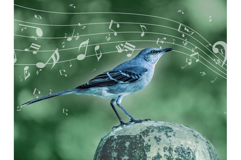 Mockingbird song decoded