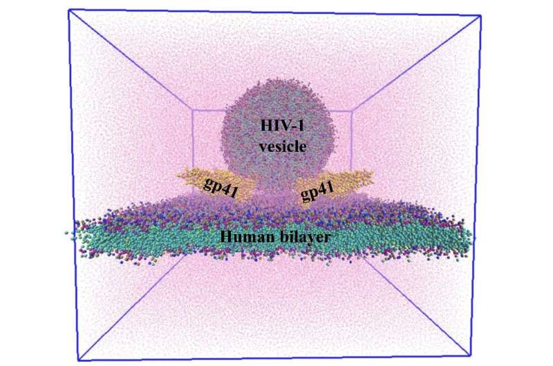 Modelling HIV fusion