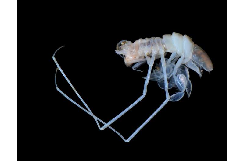 Models show how global climate change will affect marine crustaceans in the future