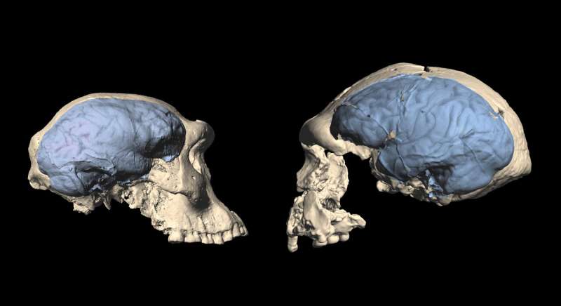 Modern human brain originated in Africa around 1.7 million years ago