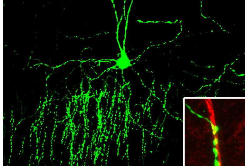 Molecular bridge mediates inhibitory synapse specificity in the cortex